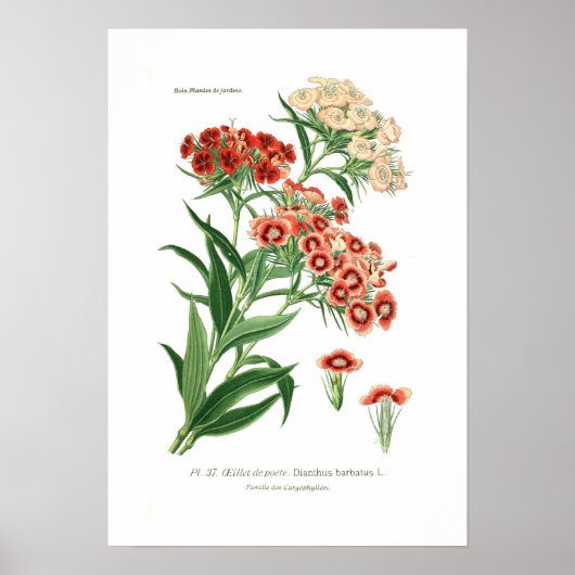 Poster Dianthus barbatus (Sweet William) (Devant)