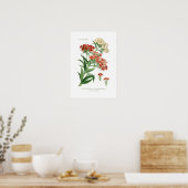 Poster Dianthus barbatus (Sweet William) (Cuisine)