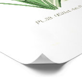 Poster Dianthus caryophyllus (Carnation) (Coin)