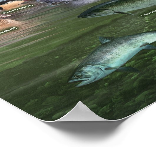 Poster d'identification de la forêt tropicale côti (Coin)