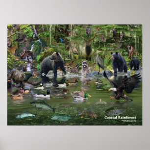 Poster d'identification de la forêt tropicale côti