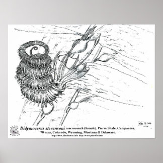 Poster Didymoceras stevensoni