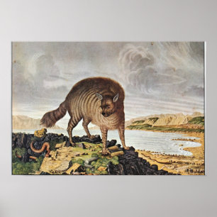 Poster Die gestreifte Hyäne