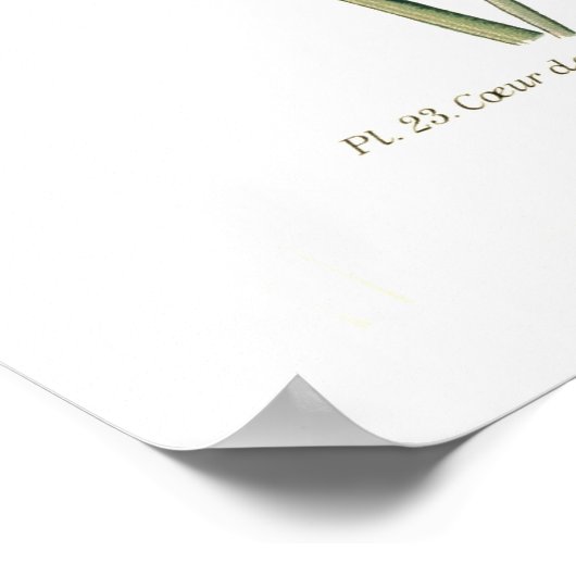 Poster Dielytra (Dicentra) spectablis (Coin)