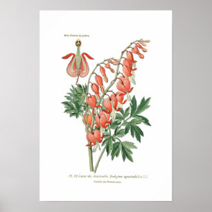 Poster Dielytra (Dicentra) spectablis