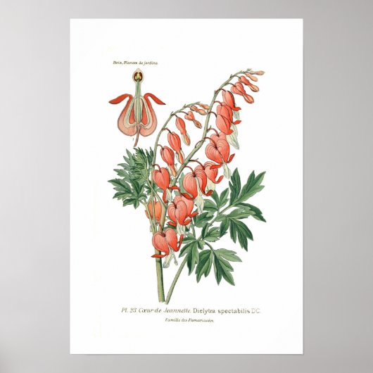 Poster Dielytra (Dicentra) spectablis (Devant)