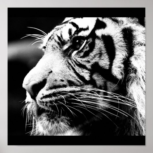 Poster-dieren-40 Poster (Voorkant)