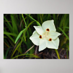 Poster Dietes Bicolor African Iris Quinzaine Lily