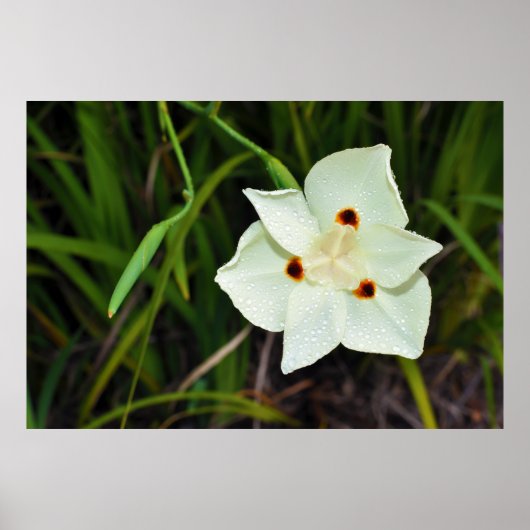 Poster Dietes Bicolor African Iris Quinzaine Lily (Devant)