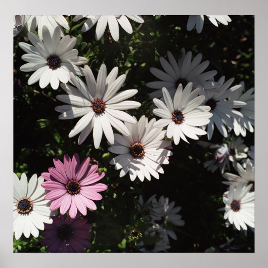 Poster Différent et beau (Devant)