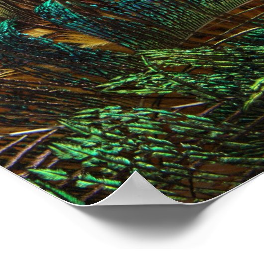 Poster Différentes plumes de paon (Coin)