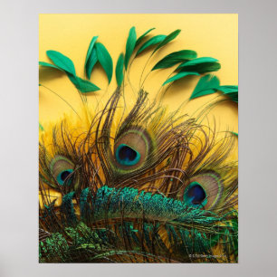 Poster Différentes plumes de paon