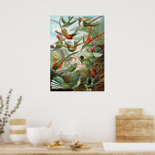 Poster Différentes variétés de colibris (Cuisine)