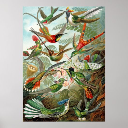 Poster Différentes variétés de colibris (Devant)