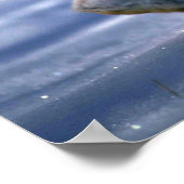 Poster Différents lièvres/raquettes de neige Rabbit coura (Coin)