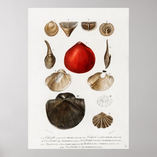 Poster Différents types de mollusques (Devant)