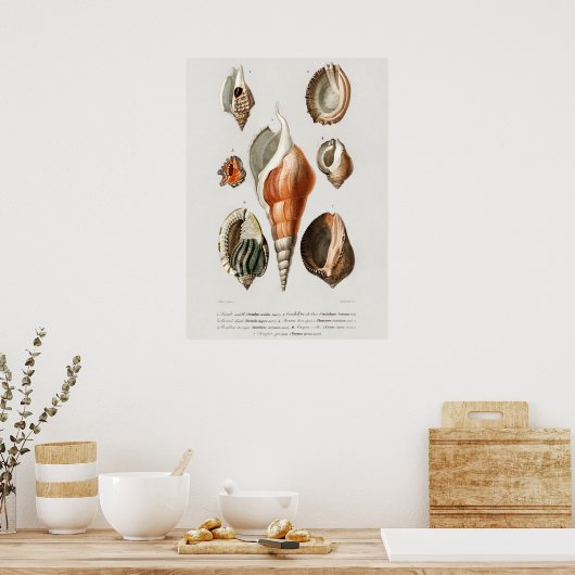 Poster Différents types de mollusques (Cuisine)