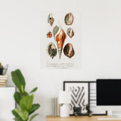 Poster Différents types de mollusques (Bureau à domicile)