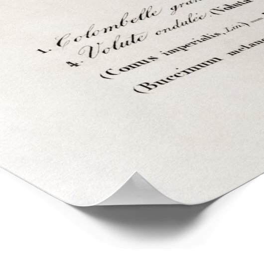 Poster Différents types de mollusques (Coin)