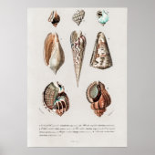 Poster Différents types de mollusques (Devant)