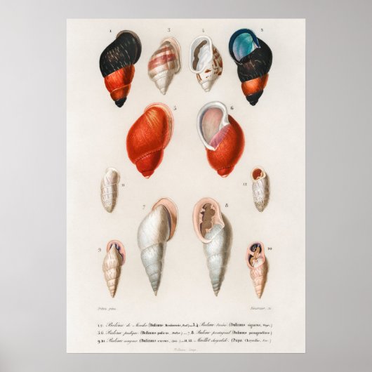 Poster Différents types de mollusques (Devant)