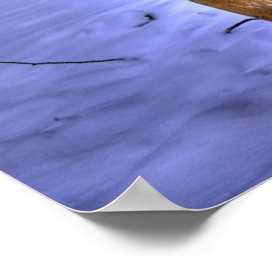 Poster Digger (Coin)