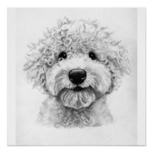 Poster Digne adorable croquis de chien aux cheveux frisés