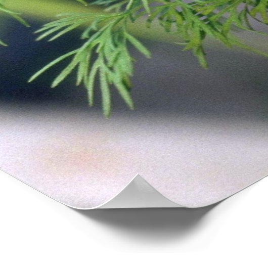 Poster Dill plante (Coin)
