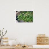 Poster Dill plante (Cuisine)