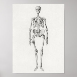 Poster d'illustration anatomique vintage