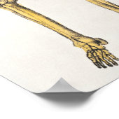 Poster d'illustration anatomique vintage (Coin)