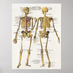 Poster d'illustration anatomique vintage