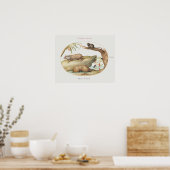 Poster d'illustration Armadillo vintage (Cuisine)