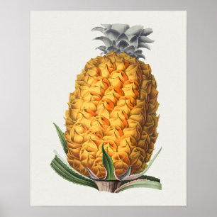 Poster d'illustration botanique vintage