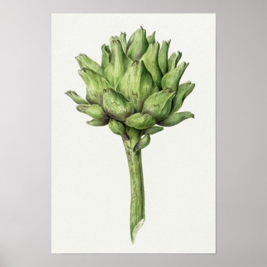 Poster d'illustration botanique vintage (Devant)