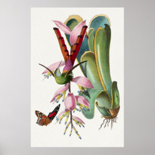 Poster d'illustration de colibri vintage