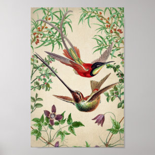 Poster d'illustration de colibri vintage