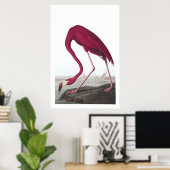 Poster d'illustration de Flamant rose américain (Bureau à domicile)