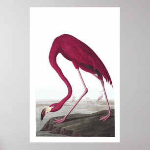 Poster d'illustration de Flamant rose américain