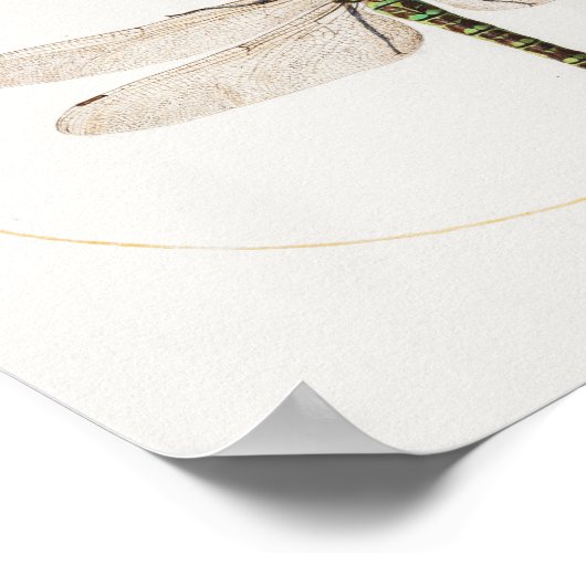 Poster d'illustration de libellules (Coin)