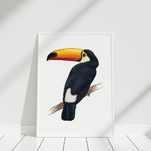 Poster d'illustration d'Oiseau exotique Toucan des