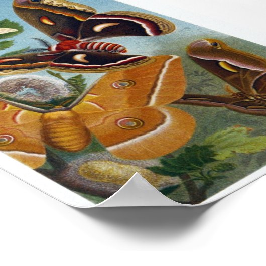 Poster d'illustration papillon (Coin)