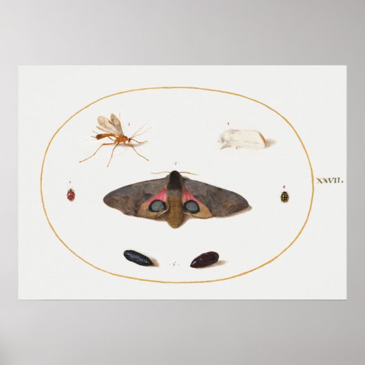 Poster d'illustration papillon (Devant)