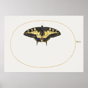 Poster d'illustration papillon