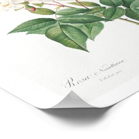 POSTER D'ILLUSTRATION ROSE ROSE ROSE BOTANIQUE vin (Coin)