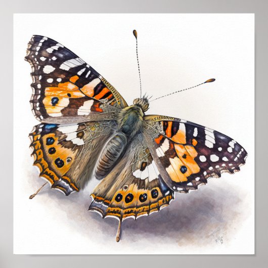 Poster d'impression American Painted Lady Art (Devant)
