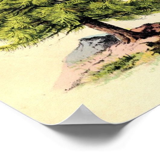 Poster d'impression botanique antique de Pine Tree (Coin)