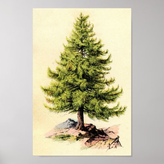 Poster d'impression botanique antique de Pine Tree (Devant)