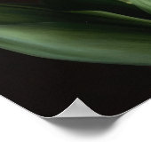 Poster d'impression Cream Hyacinth (Coin)