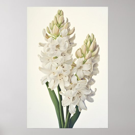 Poster d'impression Cream Hyacinth (Devant)